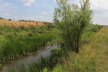 A swampy area with trees and bushes around it