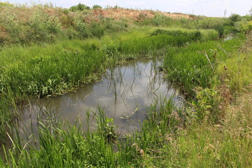 A pond surrounded by grass