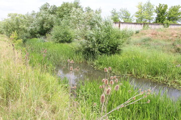 Obraz na płótnie Canvas A pond surrounded by grass and trees