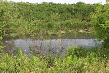 Obraz premium A pond surrounded by trees
