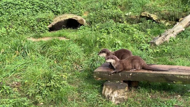Footage of two small river otters running and screaming, looking at camera and away, in zoo enclosure, animal sanctuary.