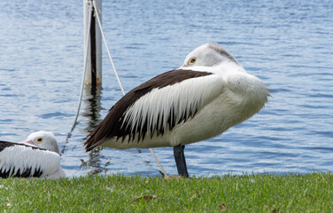 Resting pelican