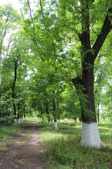 A path through a forest