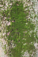 A close-up of a tree