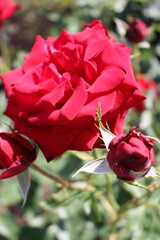 A close up of a flower