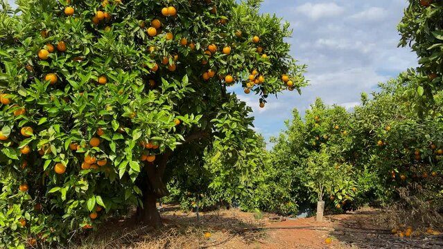 Orange mandarin tree. Orange fruit farm field. Vibrant orange citrus fruits in garden. Mandarin trees at farm plantation cultivated in Mediterranean. Harvest season in Spain. Citrus Tangerine plant.