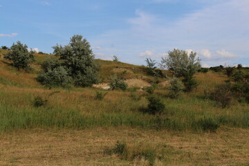 Fototapeta premium A grassy area with trees in the background