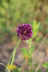 A purple flower on a plant