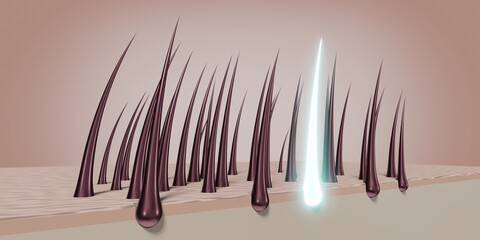 Hair follicles - regeneration concept - 3D illustration