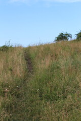 A grassy field with trees in the background