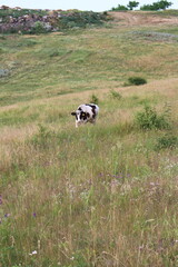 A cow in a field