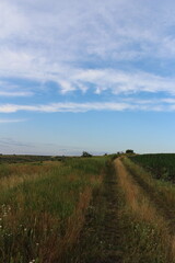 Fototapeta na wymiar A dirt path through a field