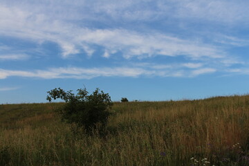 A grassy field with trees in the background