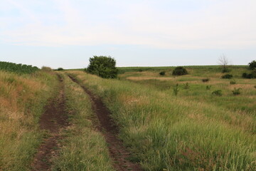 Fototapeta na wymiar A dirt road through a grassy field