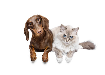 Dachshund dog and ragdoll cat lying down isolated on white studio background best friends