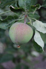 A close up of a fruit