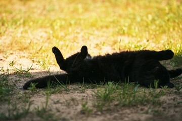 Black cat lying on the meadow near house porch. Domestic pet in the outdoors.