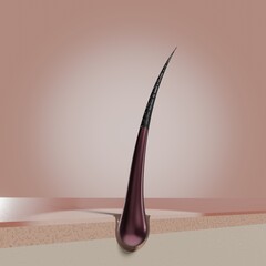 Single hair follicle - 3D illustration