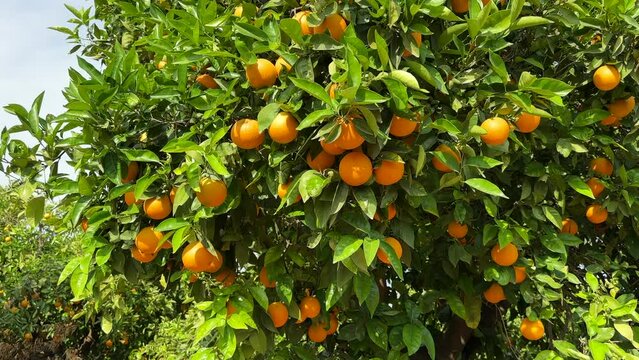 Orange mandarin tree. Orange fruit farm field. Vibrant orange citrus fruits in garden. Mandarin trees at farm plantation cultivated in Mediterranean. Harvest season in Spain. Citrus Tangerine plant.