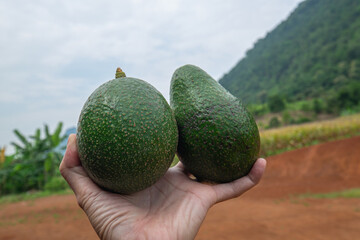 Male Farmer Show His Avocado Corps in His Hand, Healthy Fruit with many Nutritions from Agricultural.