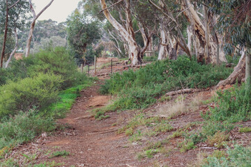 walking trail amongst australian eucalyptus trees in bushland overlooking the werribee river