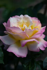 Pink rose. Rose in the garden. Yellow rose. Background. Wallpaper. Pink. Plants. Rose petals. Blooming rose. A rose bloomed in the garden. Bloom. Yellowy. Petals. Leaves. Rosebud. Bud.