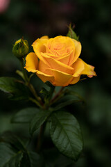 yellow rose on green background. Yellow rose. Rose in the garden. Background. Wallpaper. Yellow. Plants. Rose petals. Blooming rose. A rose bloomed in the garden. Bloom. Petals. Leaves. Rosebud. Bud.