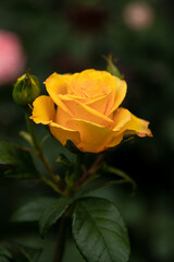 yellow rose on green background. Yellow rose. Rose in the garden. Background. Wallpaper. Yellow. Plants. Rose petals. Blooming rose. A rose bloomed in the garden. Bloom. Petals. Leaves. Rosebud. Bud. 