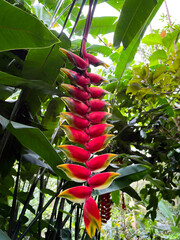 Red tropical flower. Jungle vibe. Heliconia Stricte. 