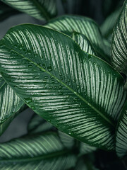 Green leaves. Tropical and exotic vibe. Power of nature.