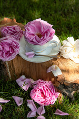 A cup with a rose. Roses. Still life. Breakfast. Morning. Tea drinking. Roses in the garden. Pink roses. Tea ceremony with roses. Rose tea. Green grass. Log. Firewood. White cup. Roses on a tree deck.