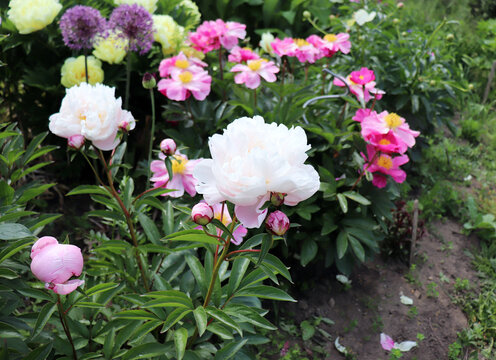 Peonies in the garden. Shot of a peony in bloom works perfectly with the green background. Spring background. Blooming, spring, flora. Flowers photo concept.Greeting cards.