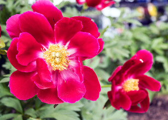 Bright red peony flowers in the garden