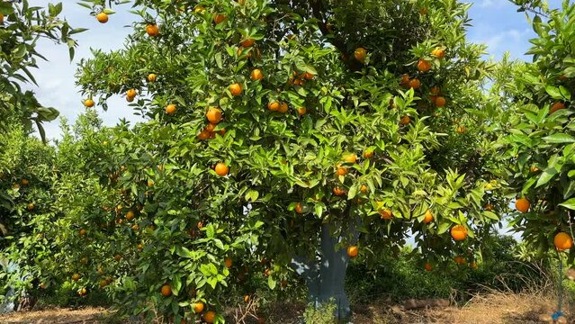 Orange mandarin tree. Orange fruit farm field. Vibrant orange citrus fruits in garden. Mandarin trees at farm plantation cultivated in Mediterranean. Harvest season in Spain. Citrus Tangerine plant.