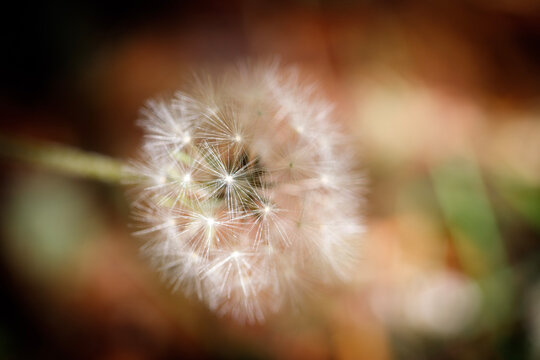 close up of dandelion
