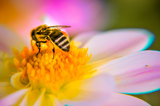 bee on flower