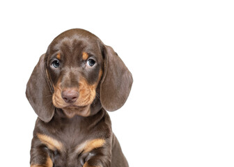 dachshund puppy dog close up looking to copy space isolated on white background