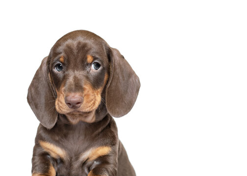 Dachshund Puppy Dog Close Up Looking To Copy Space Isolated On White Background