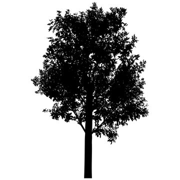 Silhouette of beautiful ash tree. Vector illustration.
