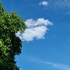 Fototapeta premium A tree with a blue sky and clouds