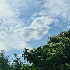 A bird flying in the sky