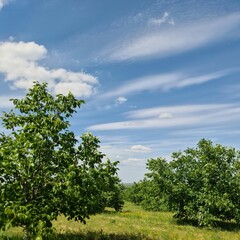 A grassy area with trees and blue sky