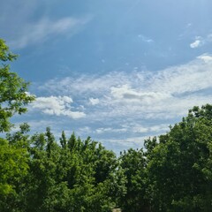 Obraz premium A group of trees with blue sky and clouds