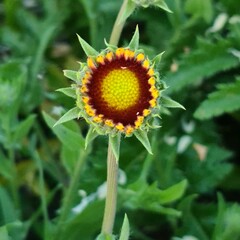 A yellow flower with green leaves