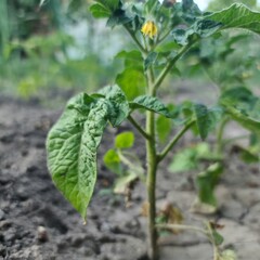 A green leaf on a plant