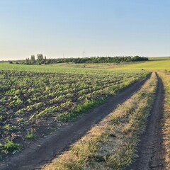 A farm field with rows of plants