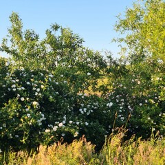 Fototapeta na wymiar A tree with white flowers