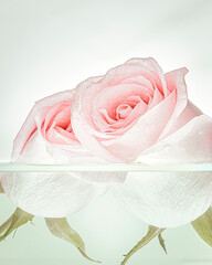 pink rose with water drops