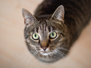 Cat looks up at the camera