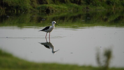 beautiful bird waiting for fish 